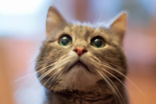 Yeşil Gözlü Gri Kedi Yakın Çekim — Stok fotoğraf