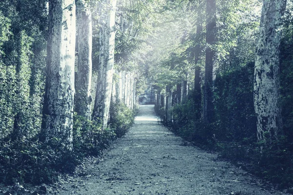 Alley Summer Park Toned — Stock Photo, Image