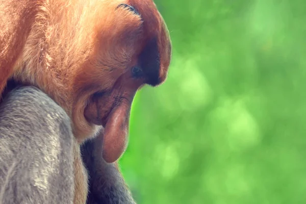 Retrato Macaco Probóscide Nasalis Larvatus Close — Fotografia de Stock