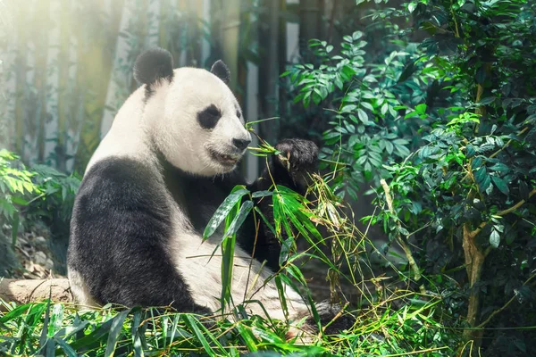 Ours Panda Géant Assis Sur Sol Forêt Mangeant Bambou — Photo