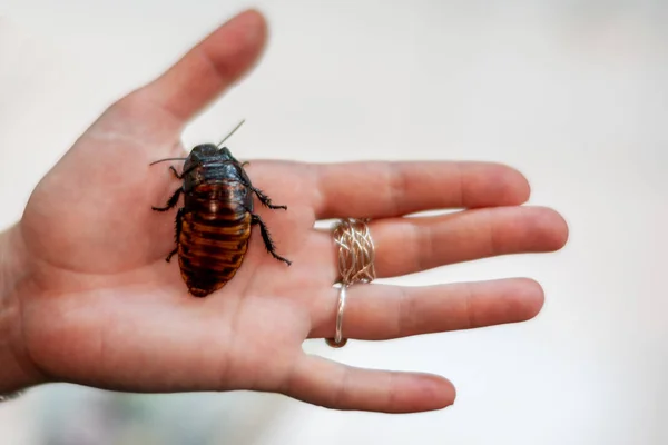 Close Hand Holding Bug — Stock Photo, Image