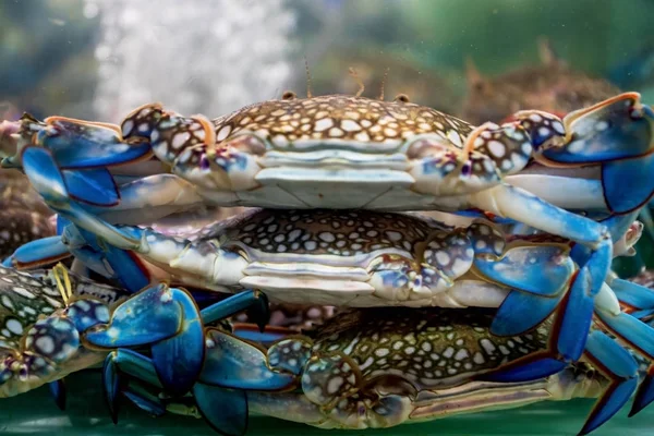 Tres Cangrejos Acuario Uno Sobre Otro — Foto de Stock