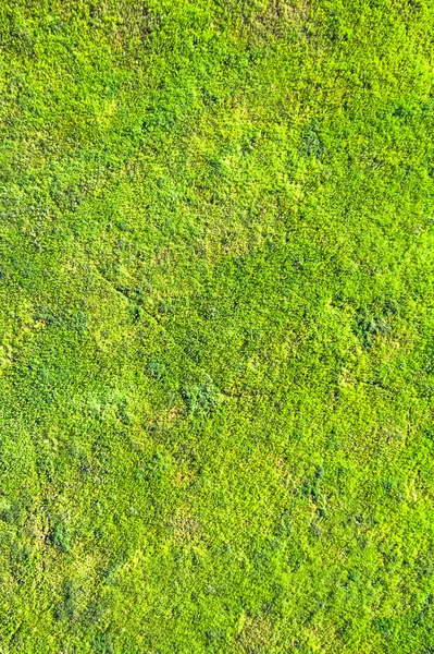 Green Lawn Texture Top View — Stock Photo, Image