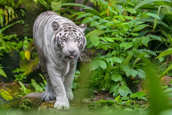 Tigre Branco Caminhando Pela Floresta — Fotografia de Stock