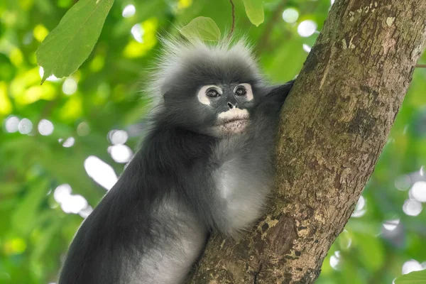 Dusky Leaf Monkey Spectacled Langur Trachypithecus Obscurus Tronco Uma Árvore — Fotografia de Stock