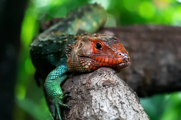 Green Iguana Red Head Snag — Stock Photo, Image