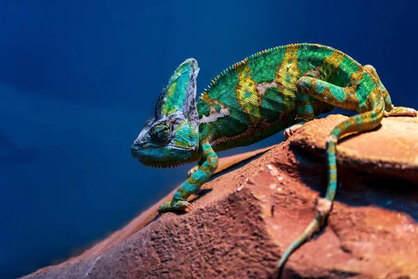 Chameleon Sitting Rock — Stock Photo, Image