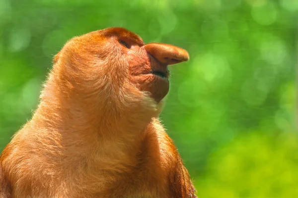 Rüssel Affe Nasalis Larvatus Porträt Nahaufnahme — Stockfoto