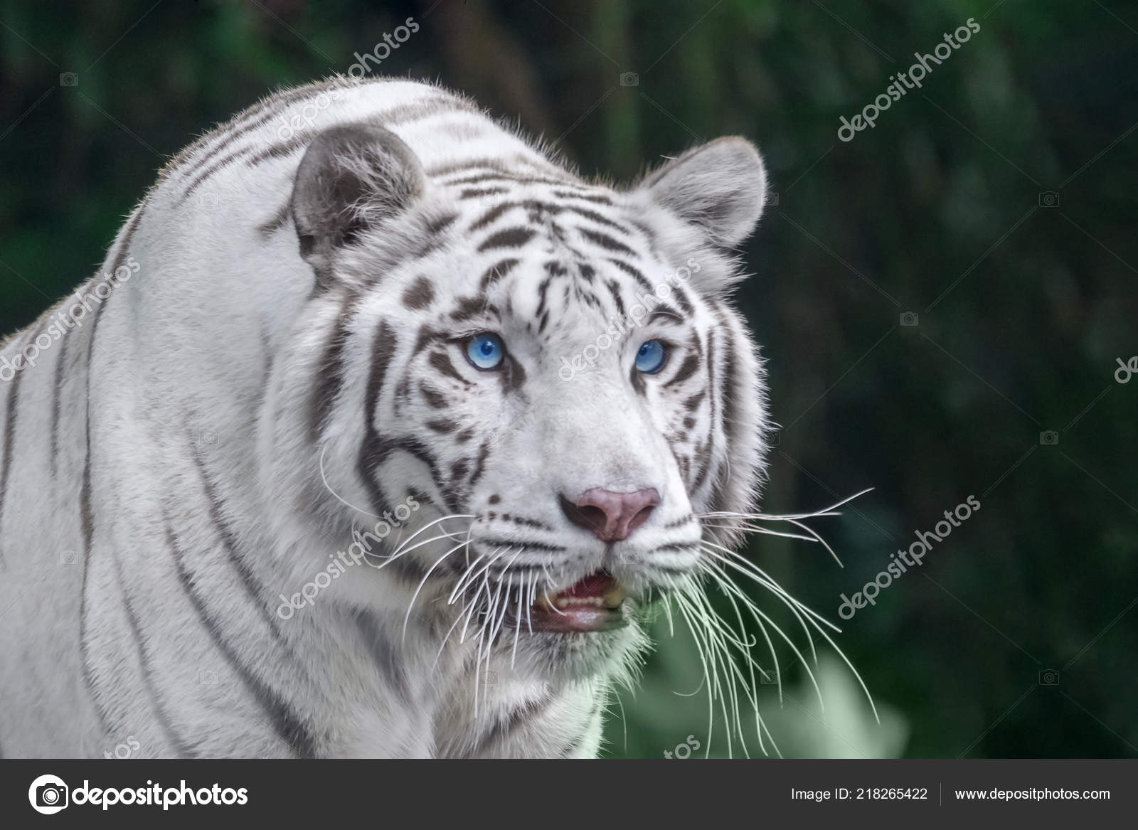 Fotos De Tigres Blancos Con Ojos Azules Consejos Ojos