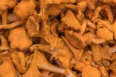 Arka plan mantar Cantharellus cibarius, yakın çekim 