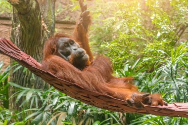 Bir hamakta ağaçta dinlenme maymun orangutan