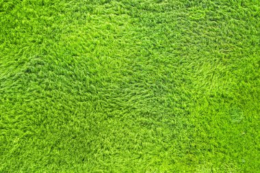 Yeşil taze ot doku, üstten görünüm
