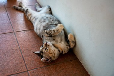 Kiremitli yerde yatarken gri iç tembel kedi. Konfor, sıcaklık, ev