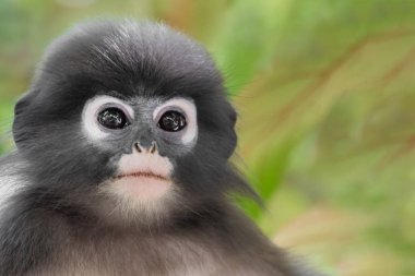 Gölgeli yaprak maymun ya da gözlüklü Langur (Trachypithecus burnu)