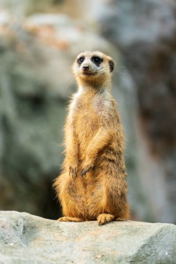 Bir kaya üzerinde Surikat duran