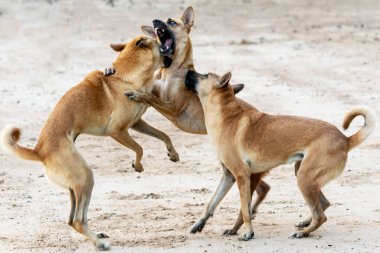 Üç büyük kahverengi köpek sahilde mücadele
