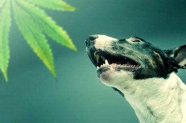 Boğa korkunç bir yaprak Marujuana burnunu çekmek. Antrenman ör köpek uyuşturucu için arıyorsunuz 