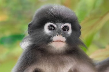 Dusky Leaf Monkey or Spectacled Langur (Trachypithecus obscurus) clipart