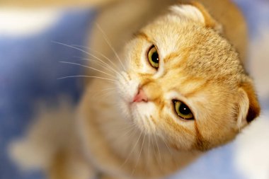 Yavru kedi, yakın çekim İskoç Fold kahverengi