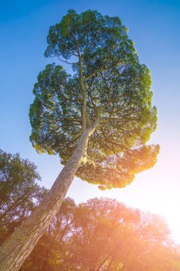 Güneş ışığı altında iğne yapraklı ağaç