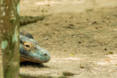 Komodo Dragon (Varanus komodoensis) san