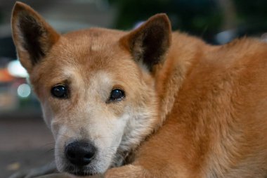 Büyük kahverengi sokak köpeği üzgün bir yüz ile yakın çekim