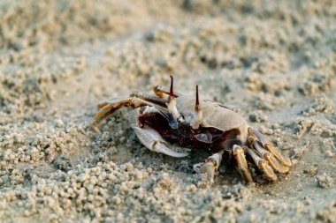 Yengeç kum üzerinde yakın çekim