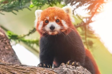 Red panda bir ağaç dalı üzerinde yakın çekim