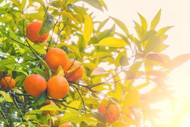 güneş ışığı altında portakal ağacı