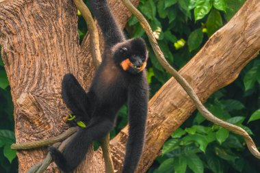 Gibbon (Nomascus gabriellae sarı yanaklı)