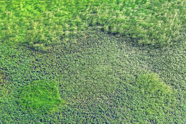 yeşil çim Üstten Görünüm