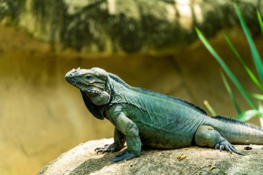 A green iguana on a stone by the pond clipart