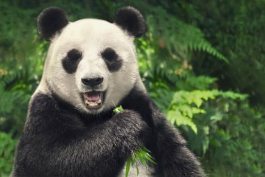 Çin dev panda yakın çekim 