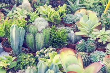 Tencere farklı succulents