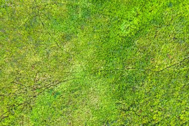Üstten görünüm ile yeşil çim zemin, arka plan, doku üzerinde çatlaklar