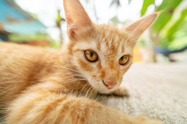 Güzel kızıl saçlı yavru kedi, kaldırımda yakın çekim