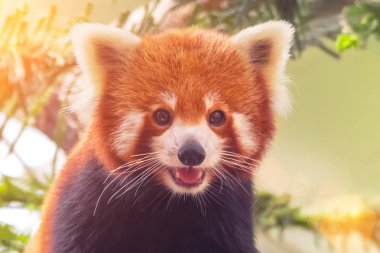Portrait of a Red Panda ( Ailurus fulgens ) clipart