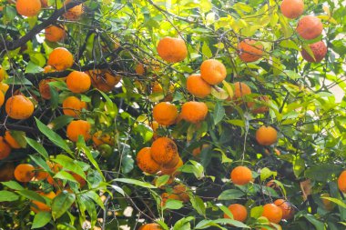 Olgun portakal meyve ağacı üzerinde yakın çekim