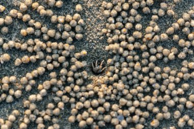 Sahilde deliğe yengeç