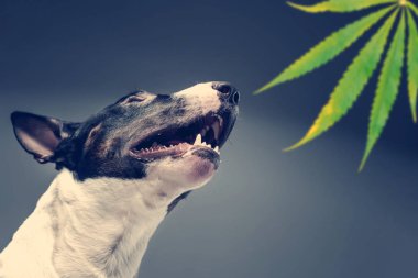 Boğa korkunç bir yaprak Marujuana burnunu çekmek. Antrenman ör köpek uyuşturucu için arıyorsunuz 