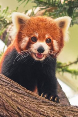 Bir ağaç dalı üzerinde kırmızı Panda (Ailurus fulgens) portresi