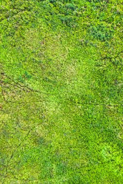 Yeşil çimen, arka plan, doku üstten görünüm