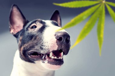 Boğa korkunç bir yaprak Marujuana burnunu çekmek. Antrenman ör köpek uyuşturucu için arıyorsunuz 