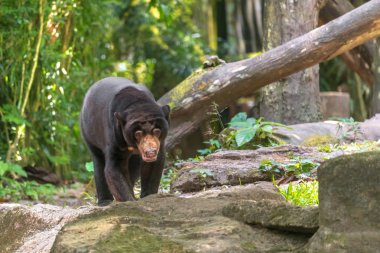 Biruang veya Malaya ormanda yürüyüş Bear