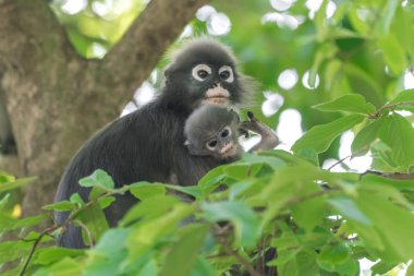 Gölgeli yaprak maymun ya da gözlüklü Langur (Trachypithecus burnu). Kadın, ağaca yenidoğan