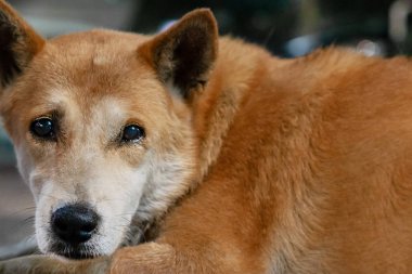 Büyük kahverengi sokak köpeği üzgün bir yüz ile yakın çekim