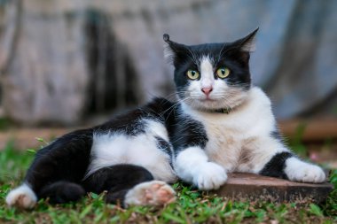 Siyah beyaz kedi çimlerin üzerinde yatıyor.