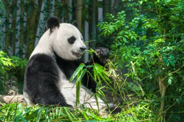 Siyah ve beyaz panda bambu ormanında yeme