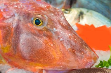 Taze balık, Başkanı yakın çekim