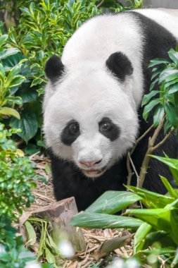 Ormanda yürüyüş ayı Panda